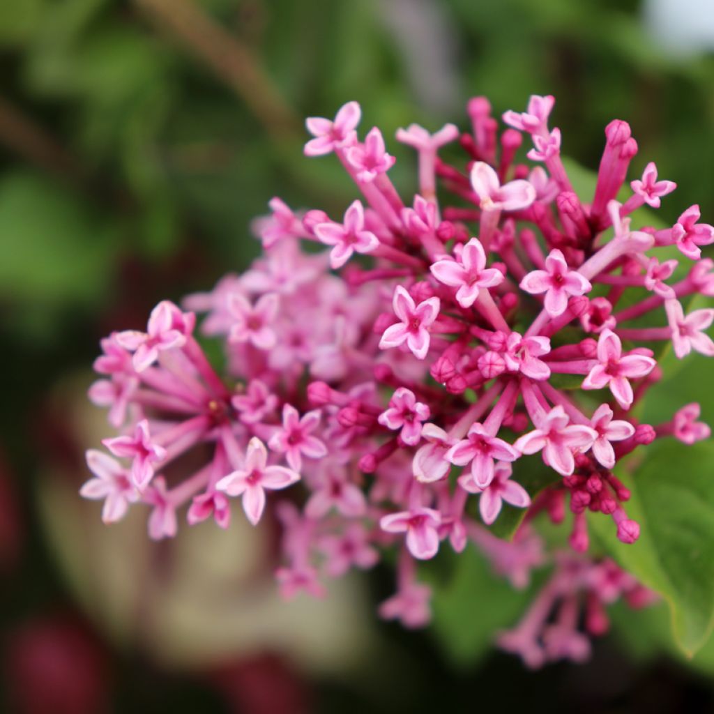 Syringa Pink Perfume - Dwergsering