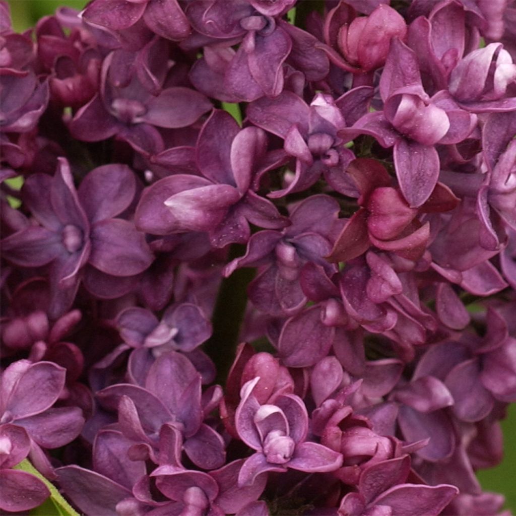 Syringa vulgaris Charles Joly - Gewone sering