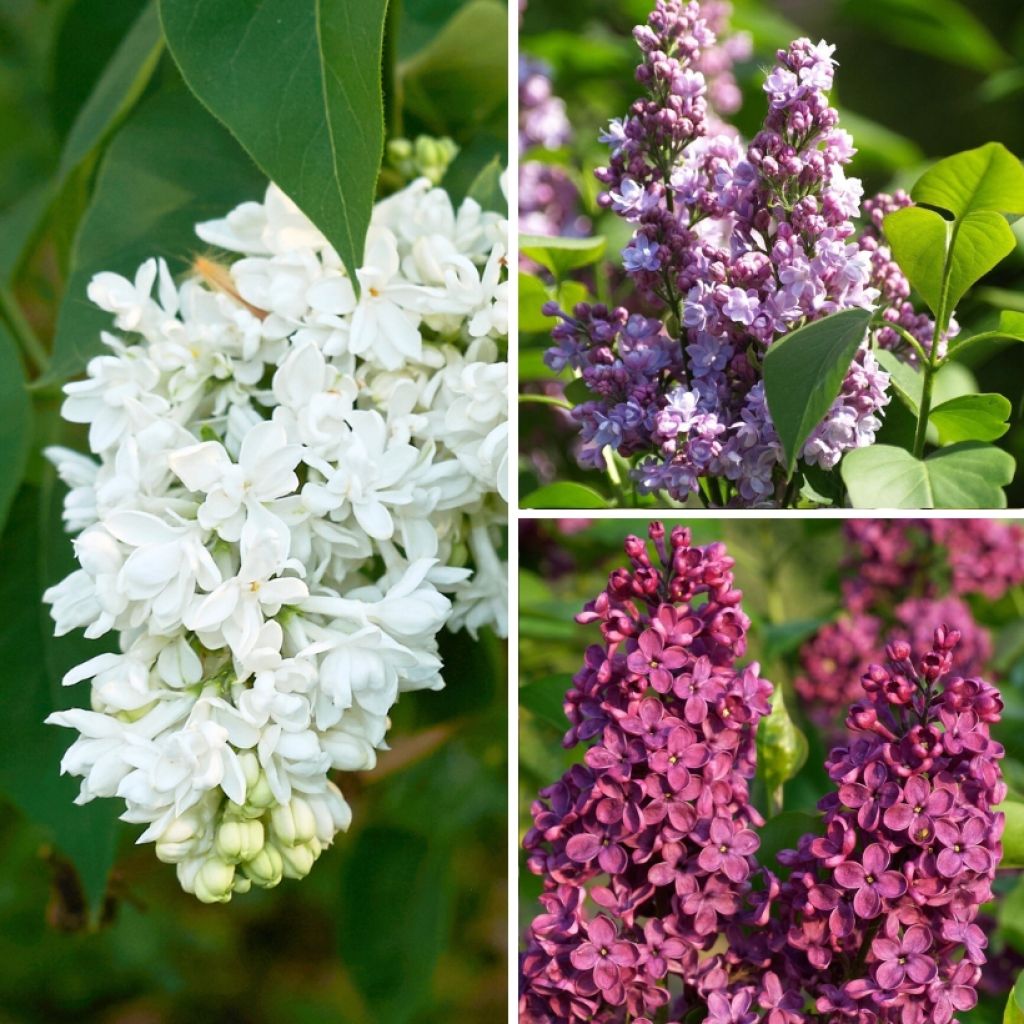 Syringa vulgaris Three Sisters - Gewone sering