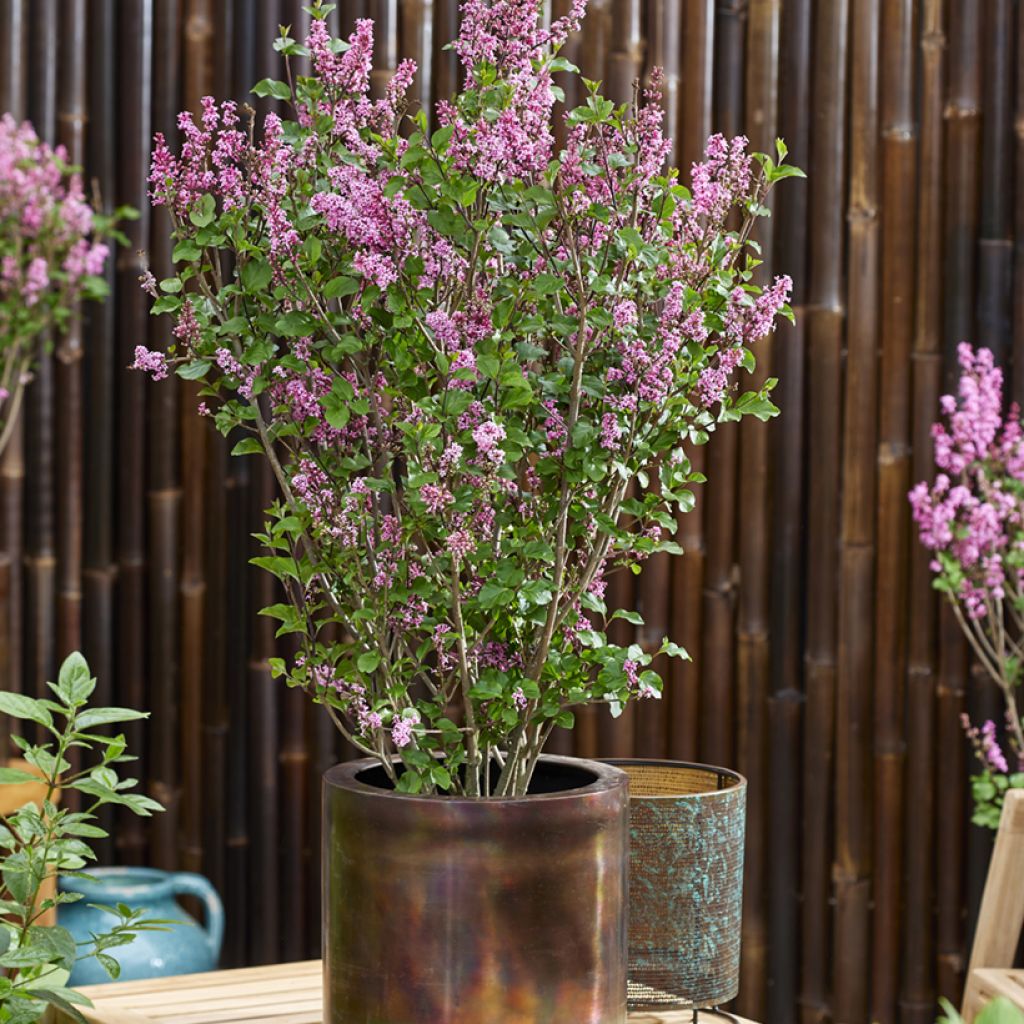 Syringa meyeri Little Rosie - Dwergsering