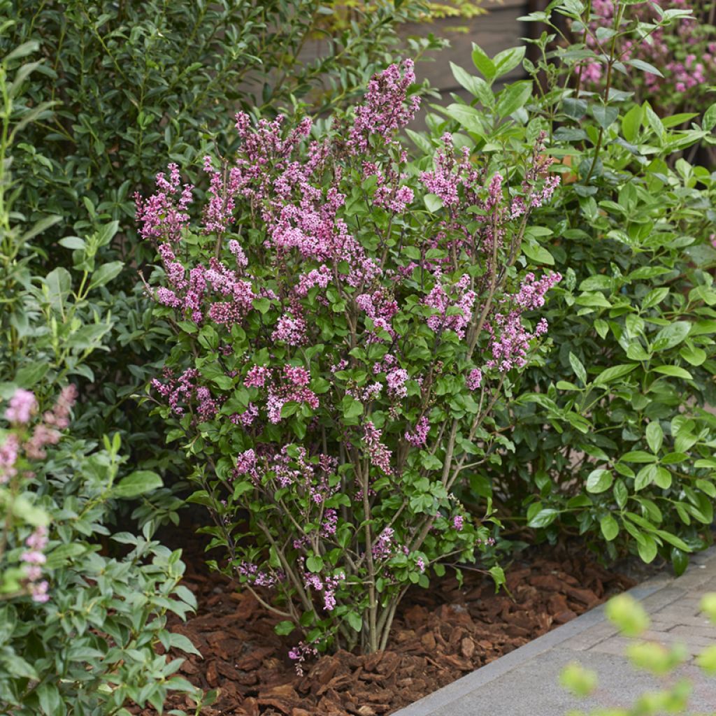 Syringa meyeri Little Rosie - Dwergsering