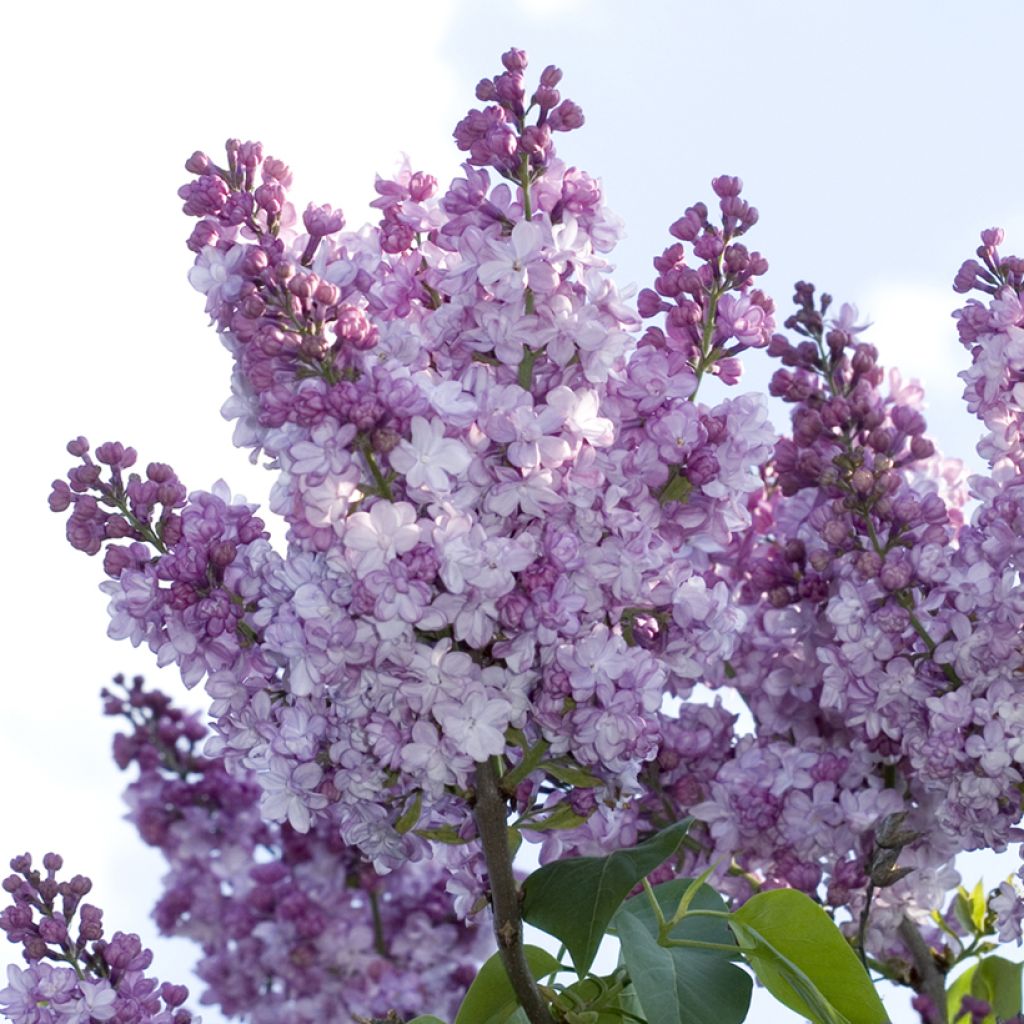 Syringa vulgaris Nadezhda - Gewone sering