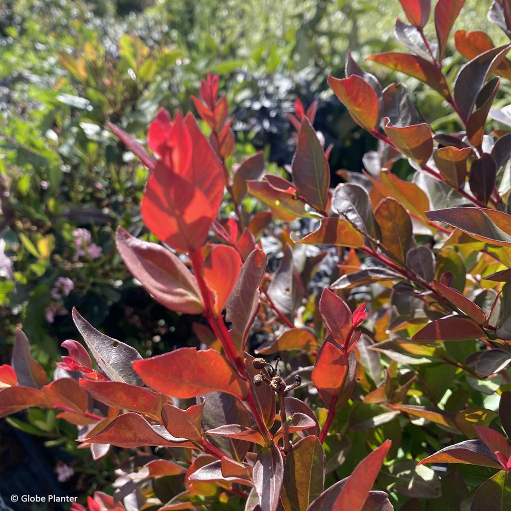 Lagerstroemia indica Gourmet Red Red Wine - Indische sering