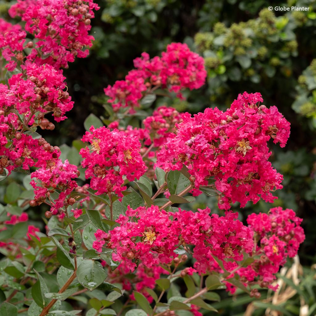 Lagerstroemia indica Gourmet Red Red Wine - Indische sering