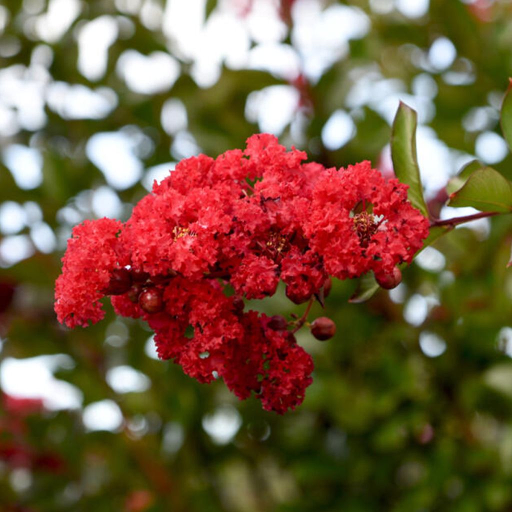 Lagerstroemia indica Ruffled Red Magic - Indische sering