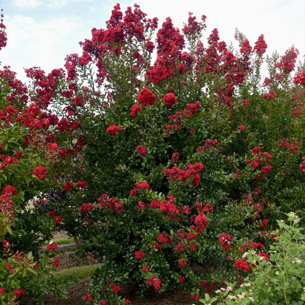 Lagerstroemia indica Ruffled Red Magic - Indische sering