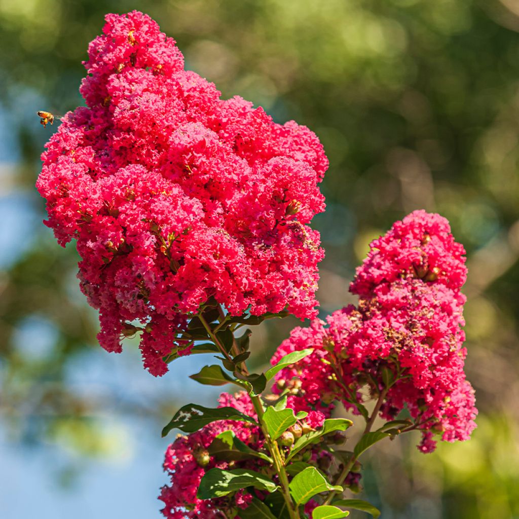 Lagerstroemia indica Enduring Red - Indische sering