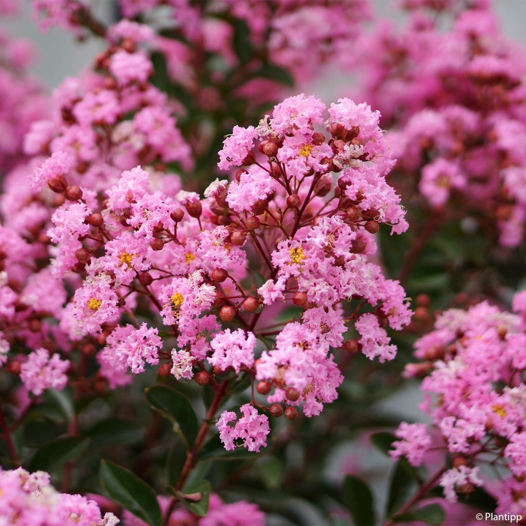 Lagerstroemia indica Eveline - Indische sering