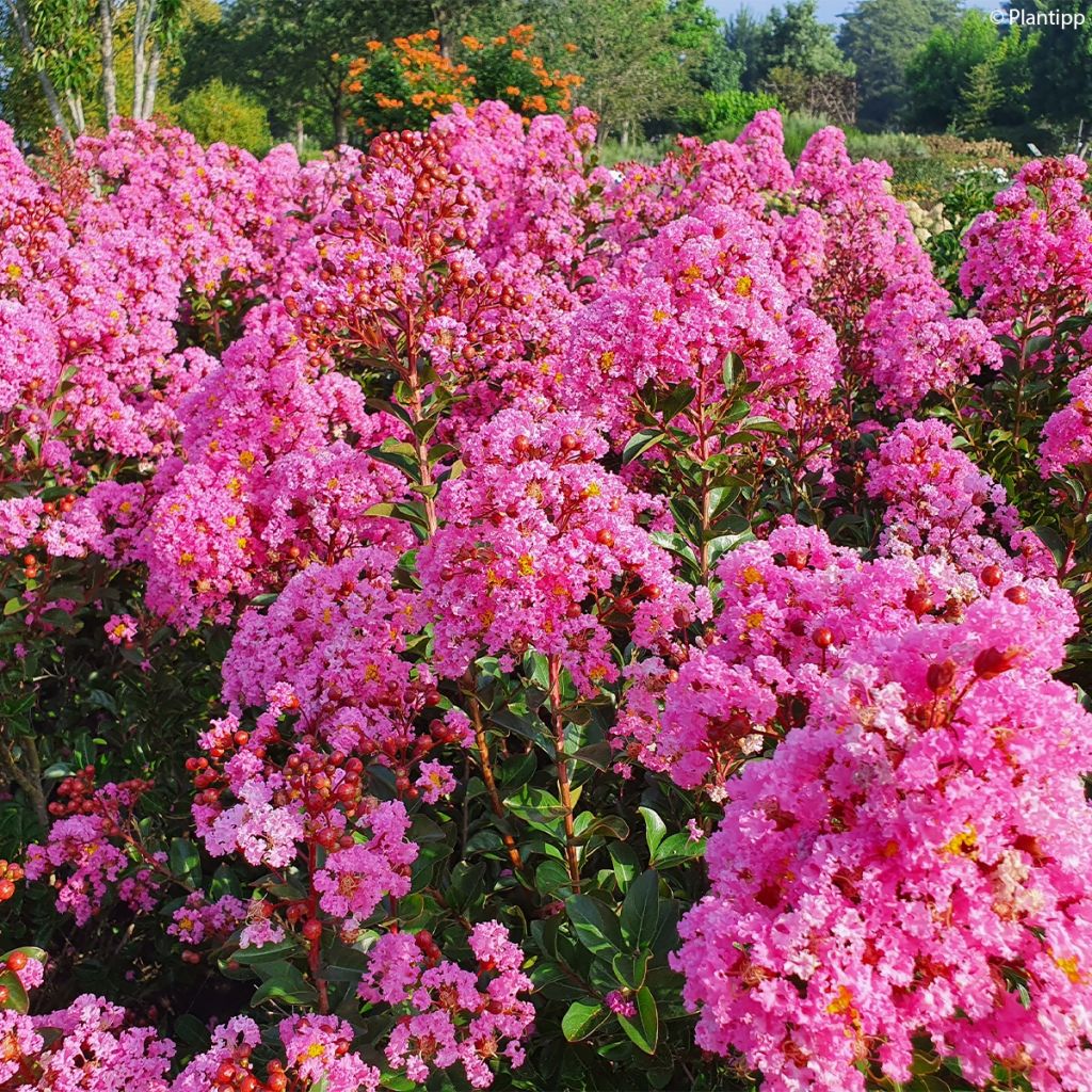 Lagerstroemia indica Eveline - Indische sering