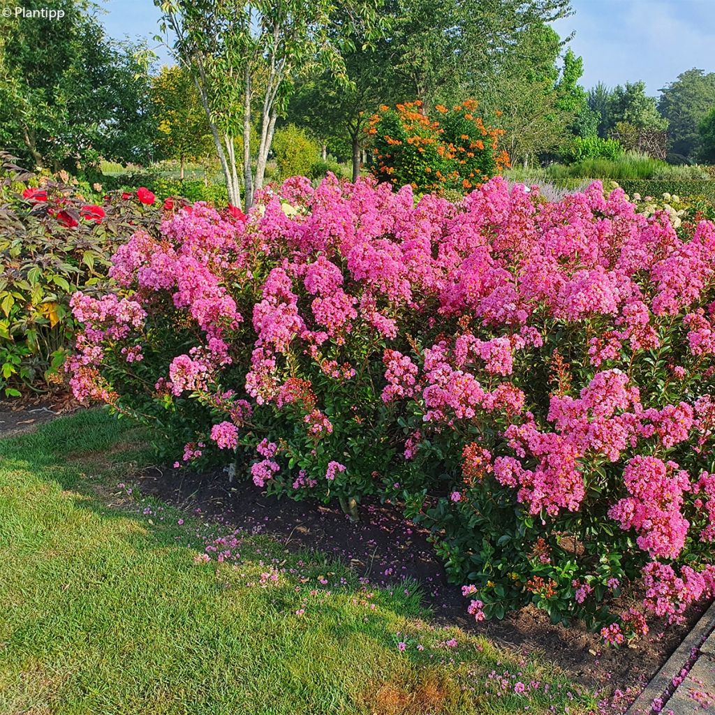Lagerstroemia indica Eveline - Indische sering