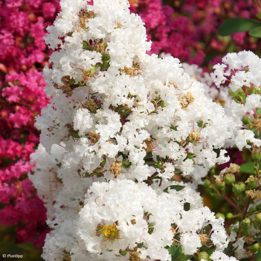 Lagerstroemia indica Virgin With Love - Indische sering