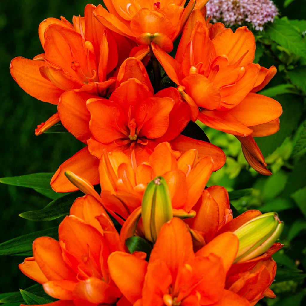 Lis asiatique double Hulk