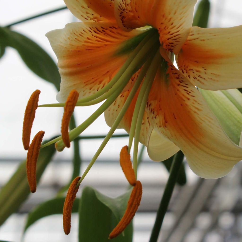 Lilium Lady Alice - Lelie