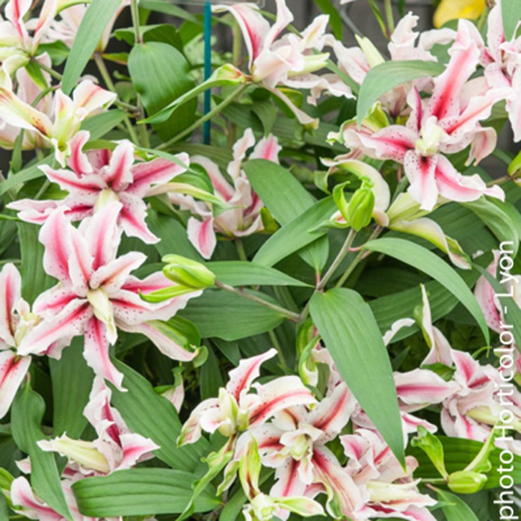 Lilium Magic Star - Oriëntaalse lelie