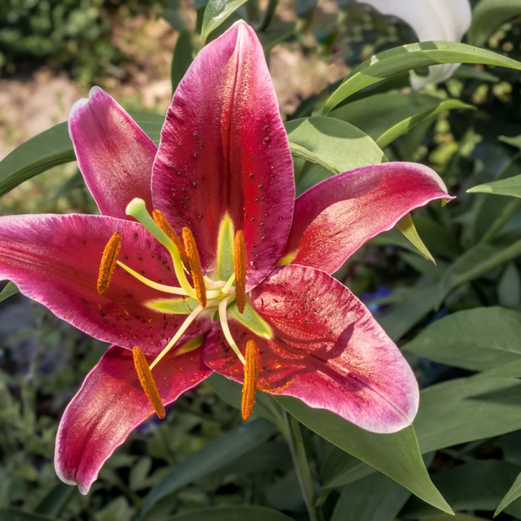 Lilium Bacardi - Oriëntaalse lelie