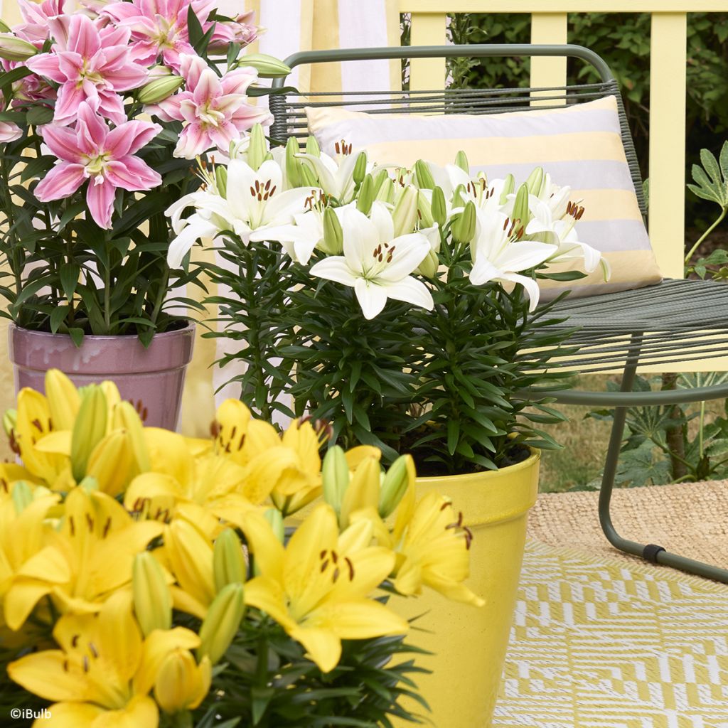 Lis asiatique Gwen - Lys nain pour pot