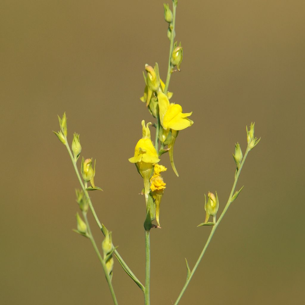 Linaria dalmatica - Vlasleeuwenbek