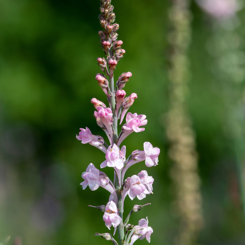 Linaria purpurea Canon J. Went - Vlasleeuwenbek