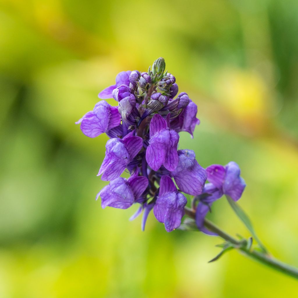 Linaria purpurea - Vlasleeuwenbek