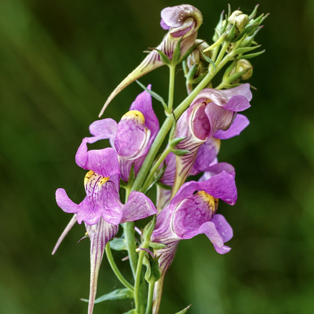 Linaria triornithophora - Drievogel-linaria