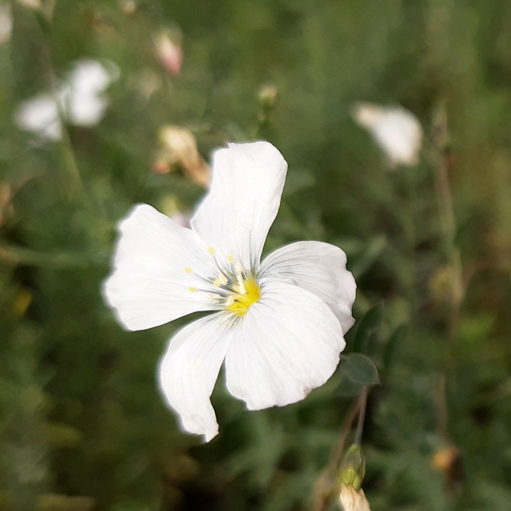 Linum perenne Diamant - Overblijvend vlas