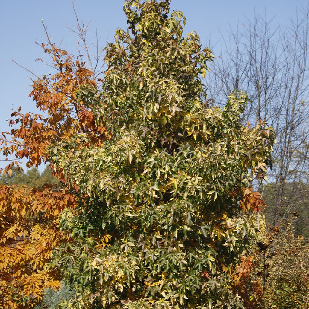Liquidambar styraciflua Aurora - Amberboom