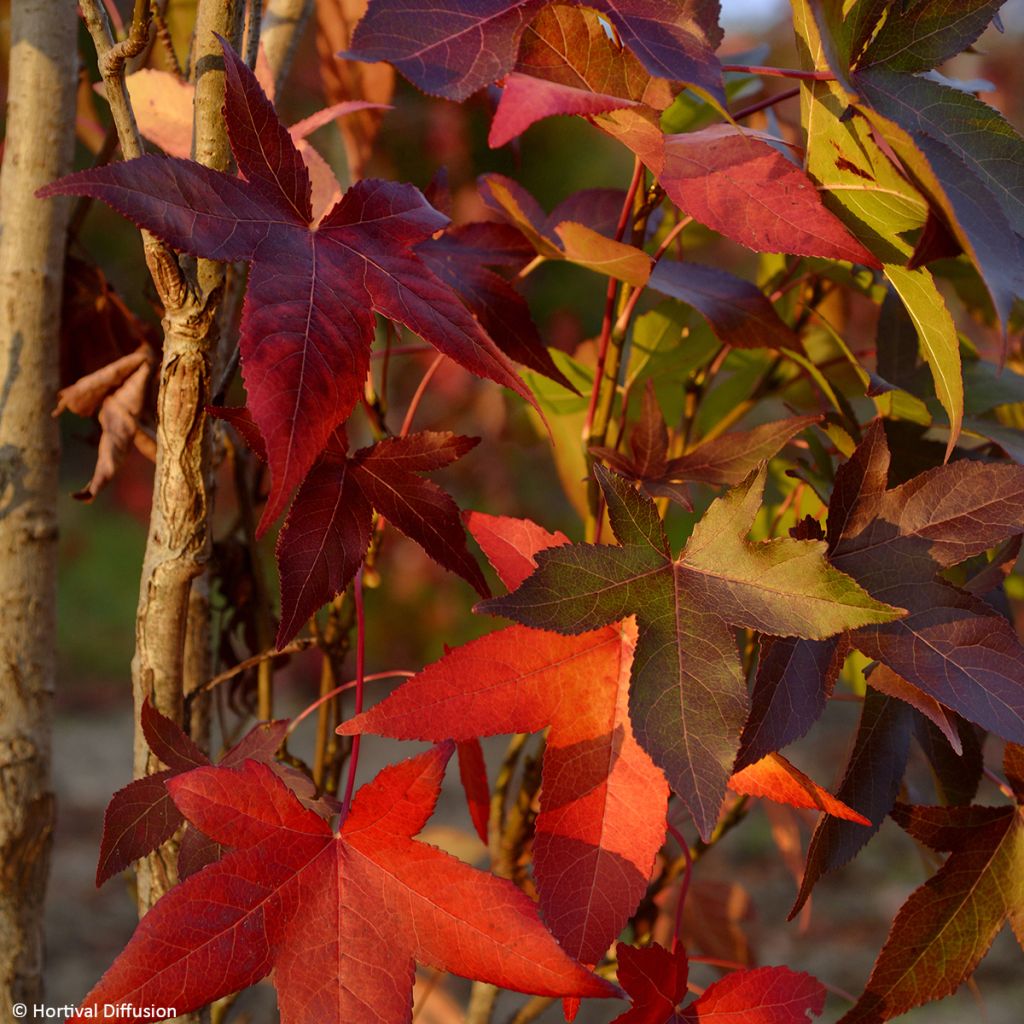 Liquidambar styraciflua Oakville Highlight - Amberboom