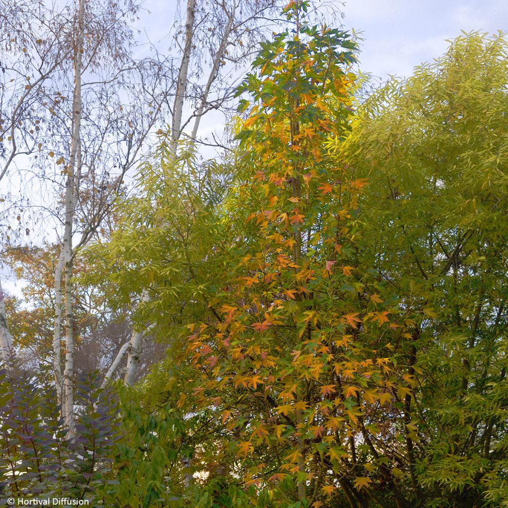 Liquidambar styraciflua Oakville Highlight - Amberboom