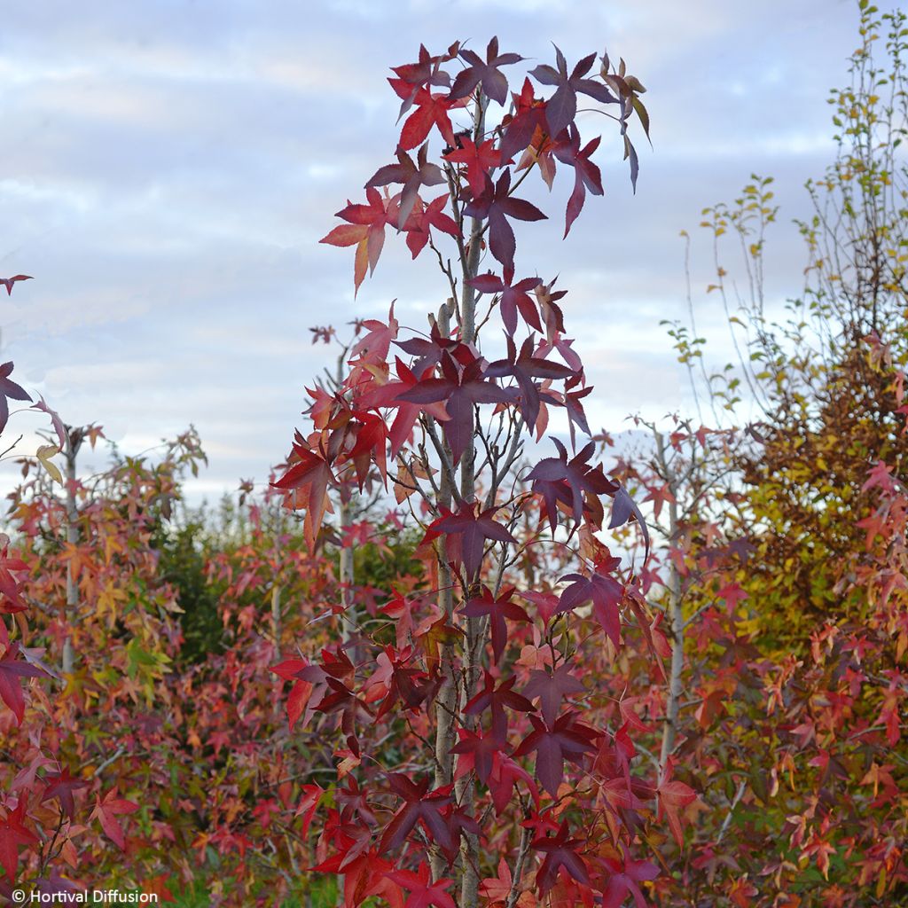 Liquidambar styraciflua Oakville Highlight - Amberboom