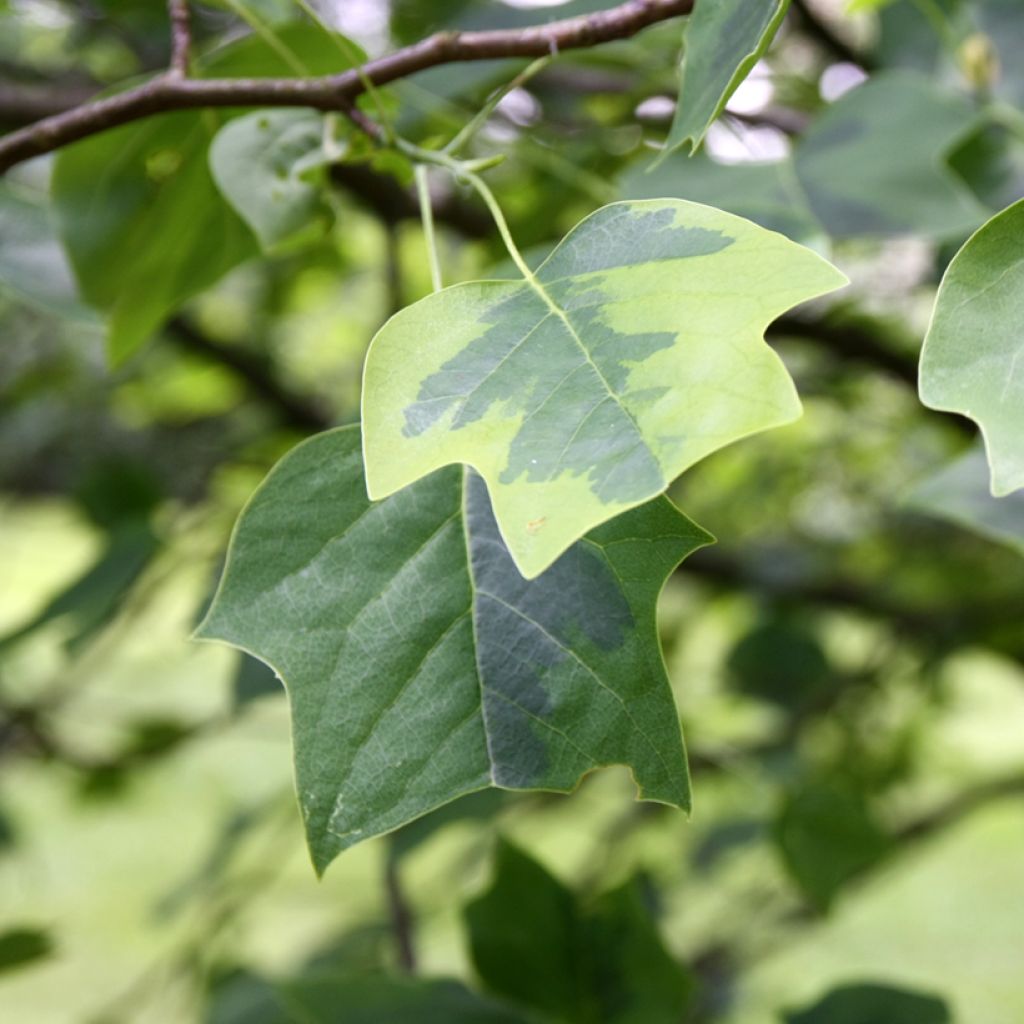 Liriodendron tulipifera Aureomarginatum - Tulpenboom