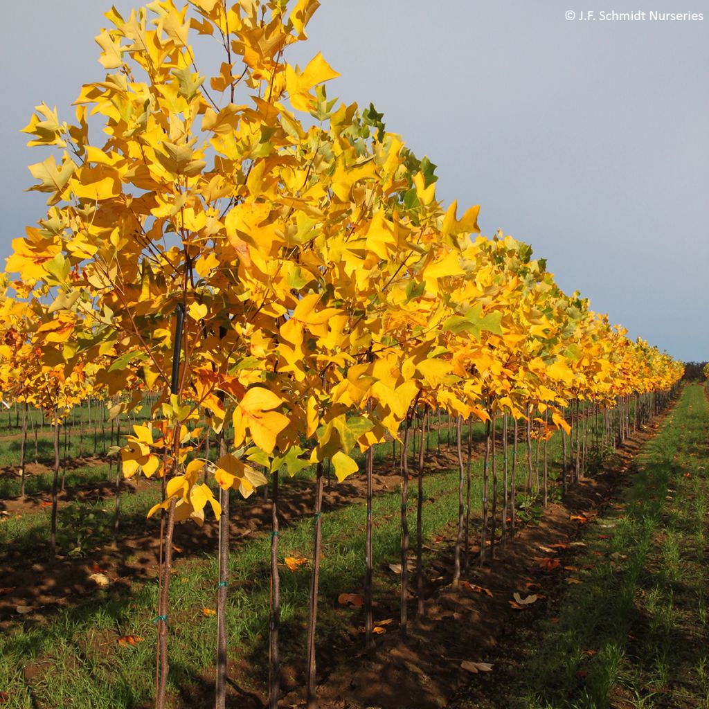 Liriodendron tulipifera Emerald City - Tulpenboom