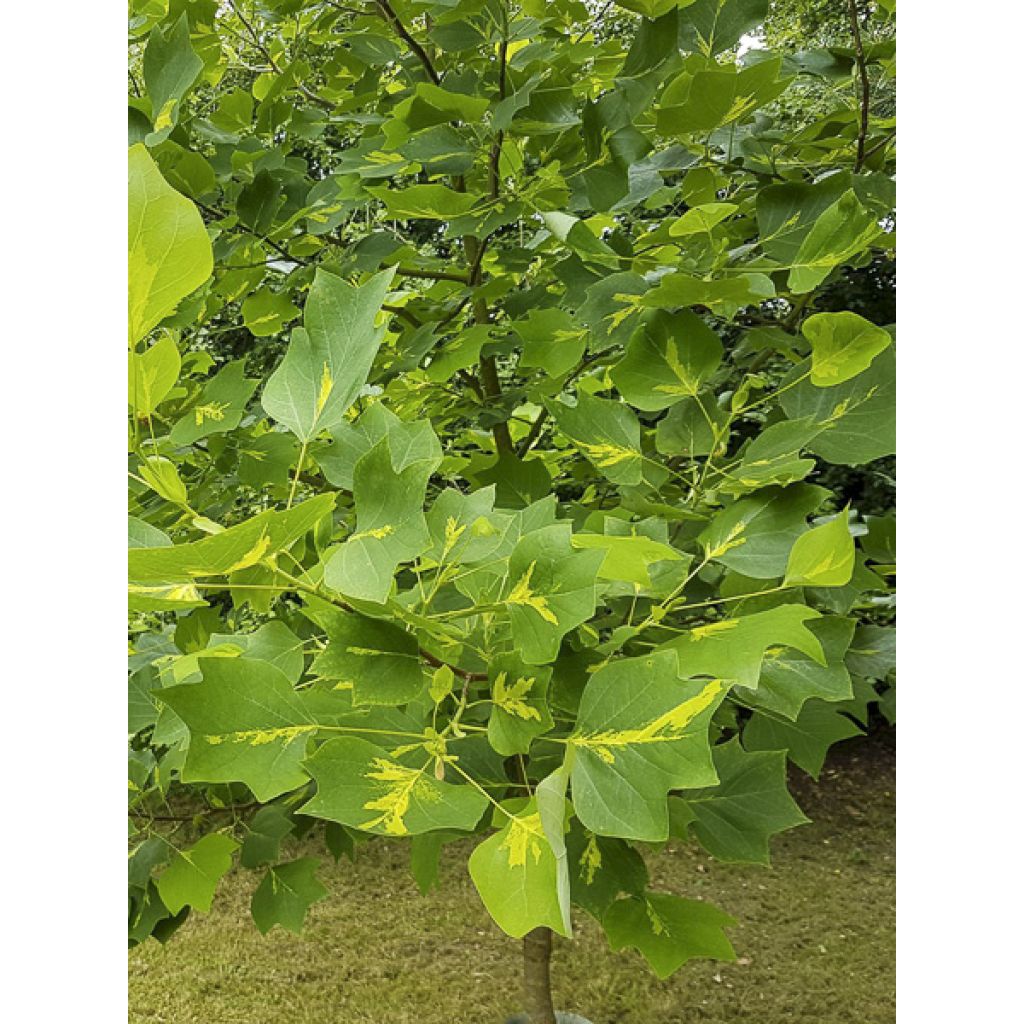 Liriodendron tulipifera Purgatory - Tulipier de Virginie panaché