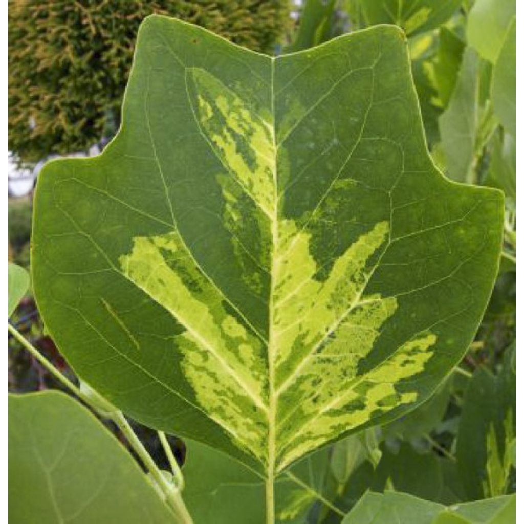 Liriodendron tulipifera Purgatory - Tulipier de Virginie panaché