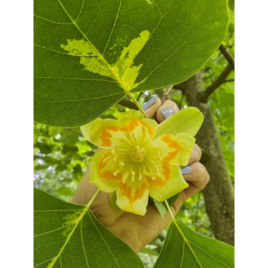Liriodendron tulipifera Purgatory - Tulipier de Virginie panaché