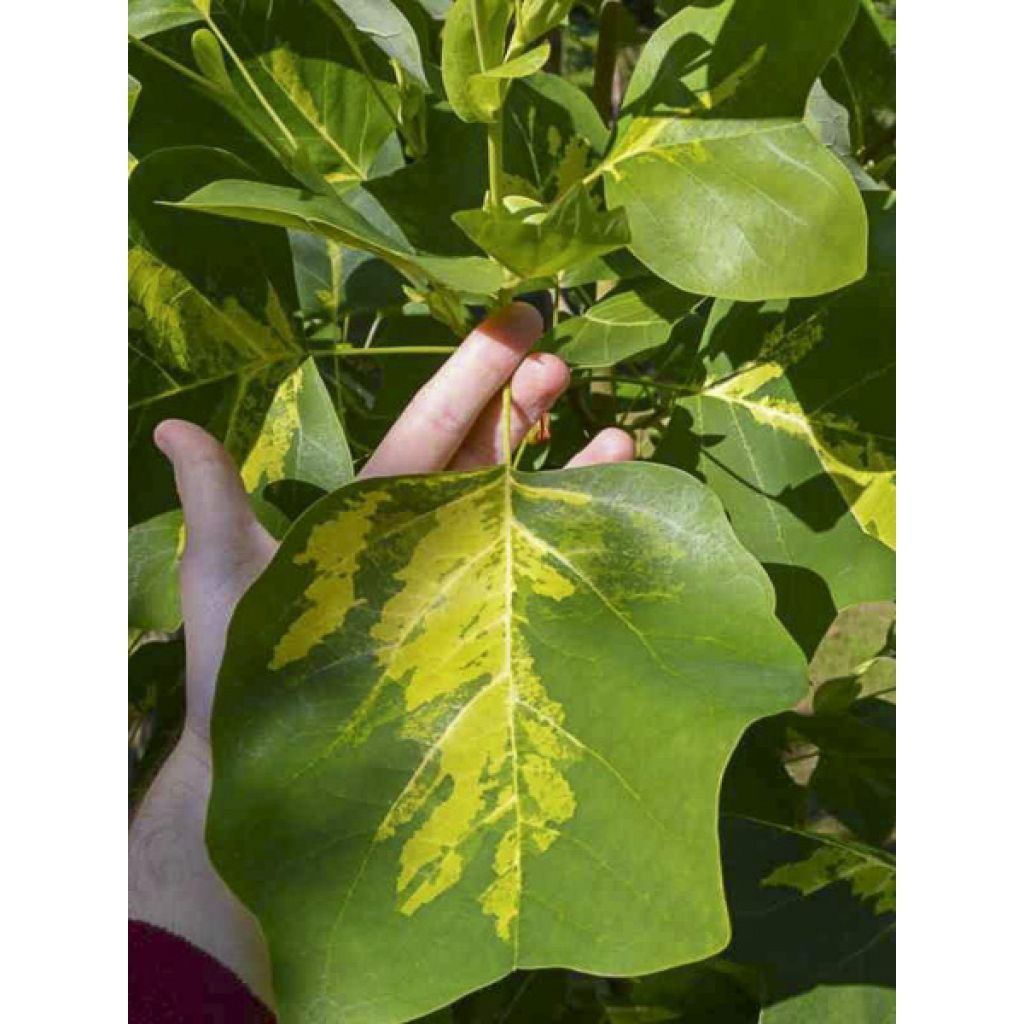 Liriodendron tulipifera Purgatory - Tulipier de Virginie panaché