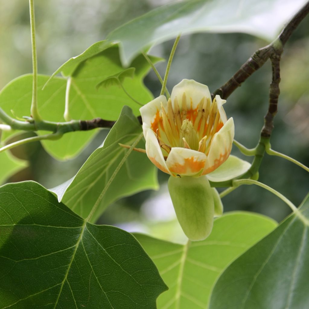 Liriodendron tulipifera - Tulpenboom