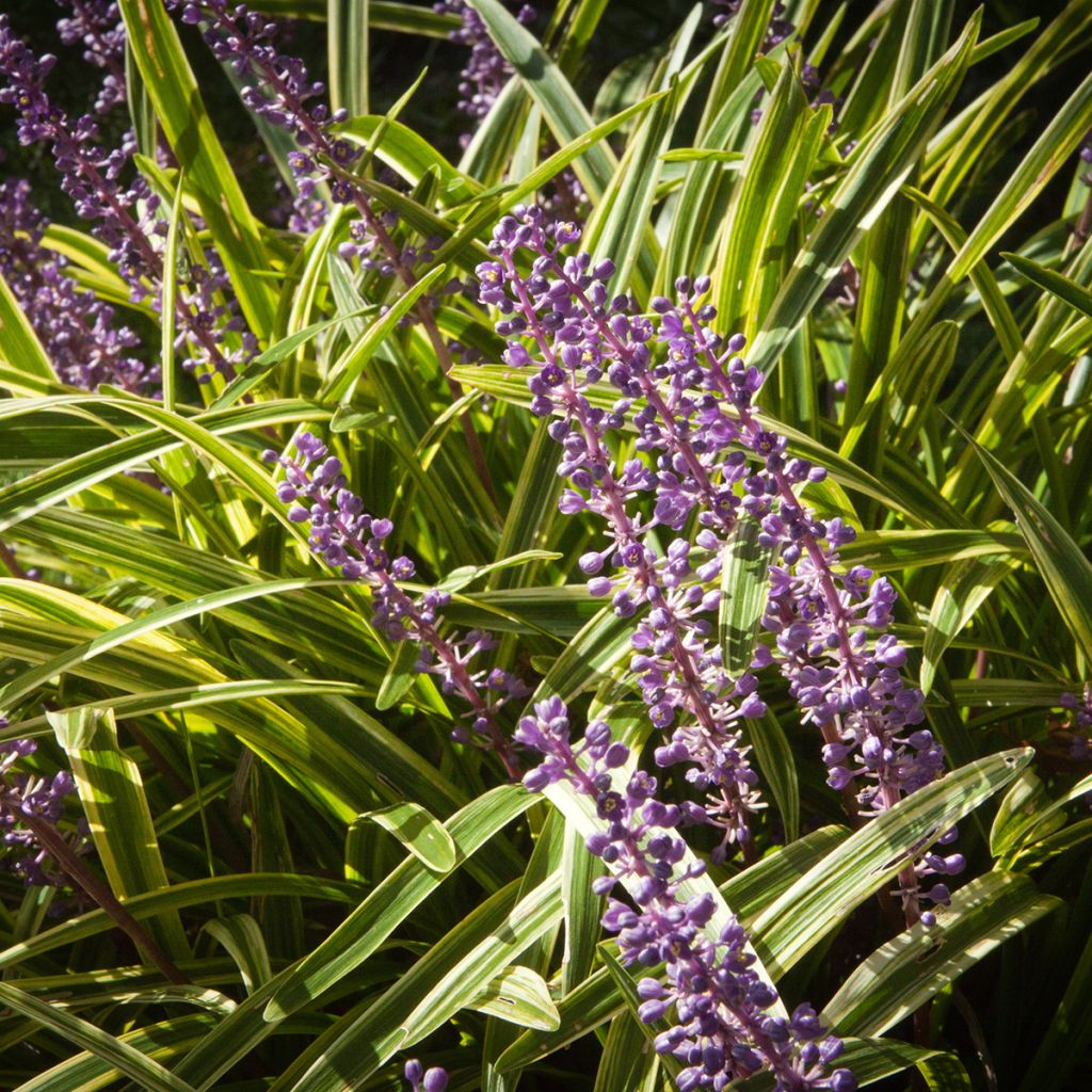 Liriope muscari Gold Banded - Leliegras