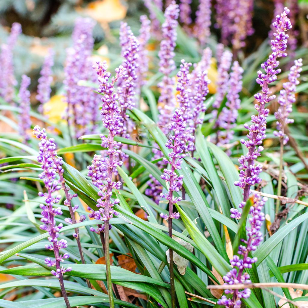 Liriope muscari Lilac Wonder - Leliegras