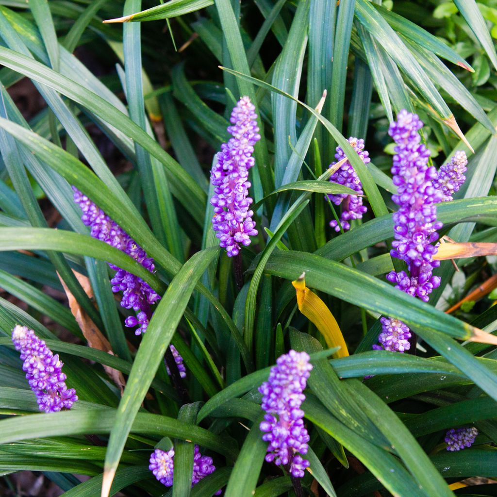 Liriope muscari - Leliegras