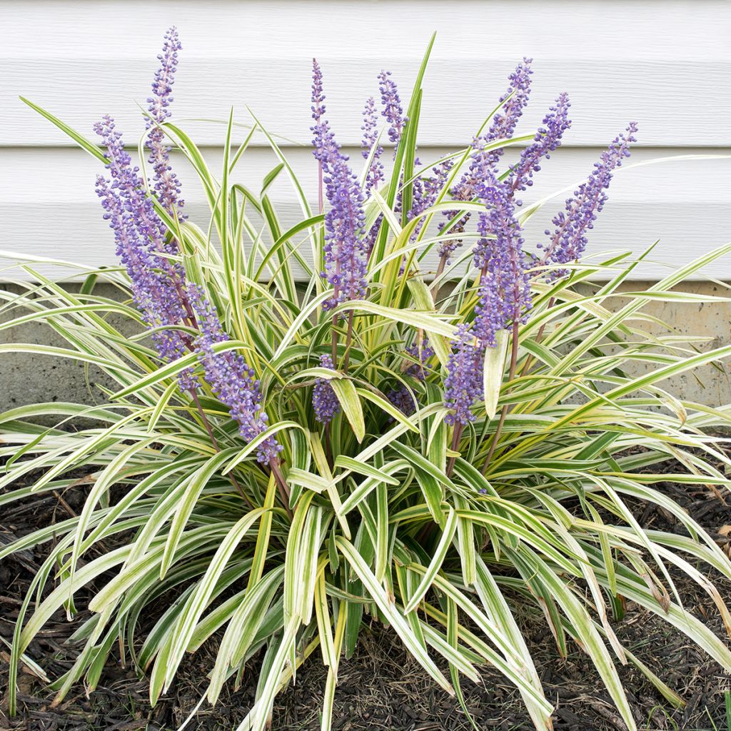 Liriope spicata Silver Dragon - Leliegras