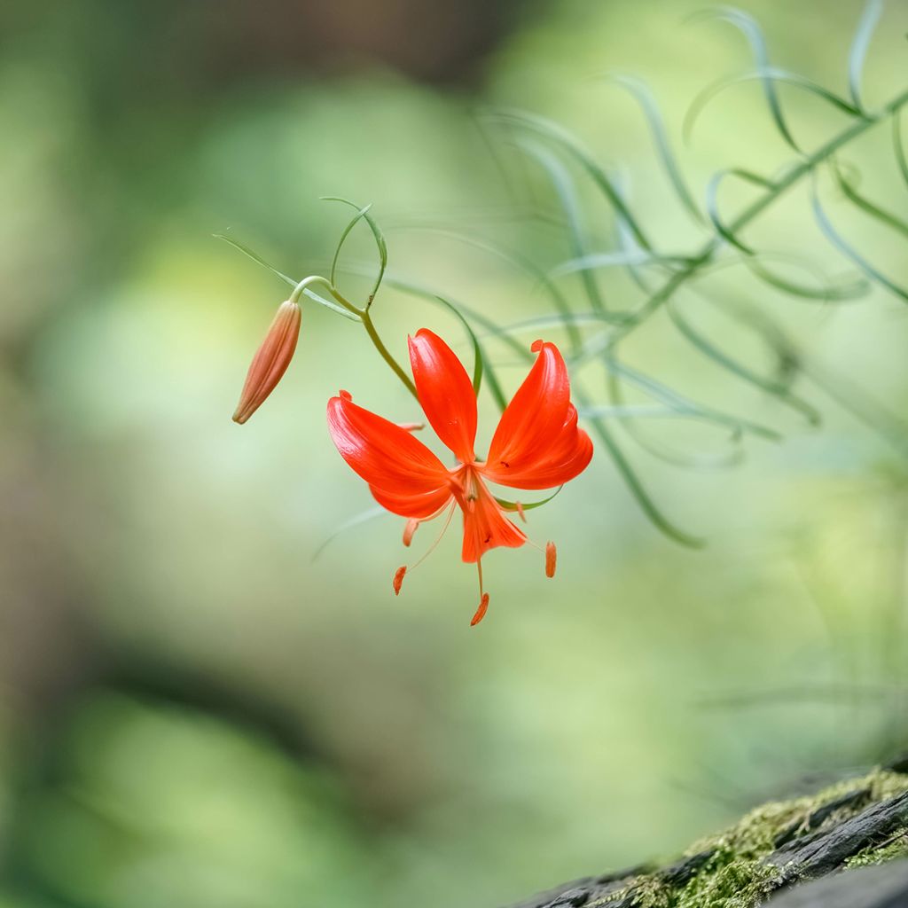 Lis botanique corail - Lilium pumilum