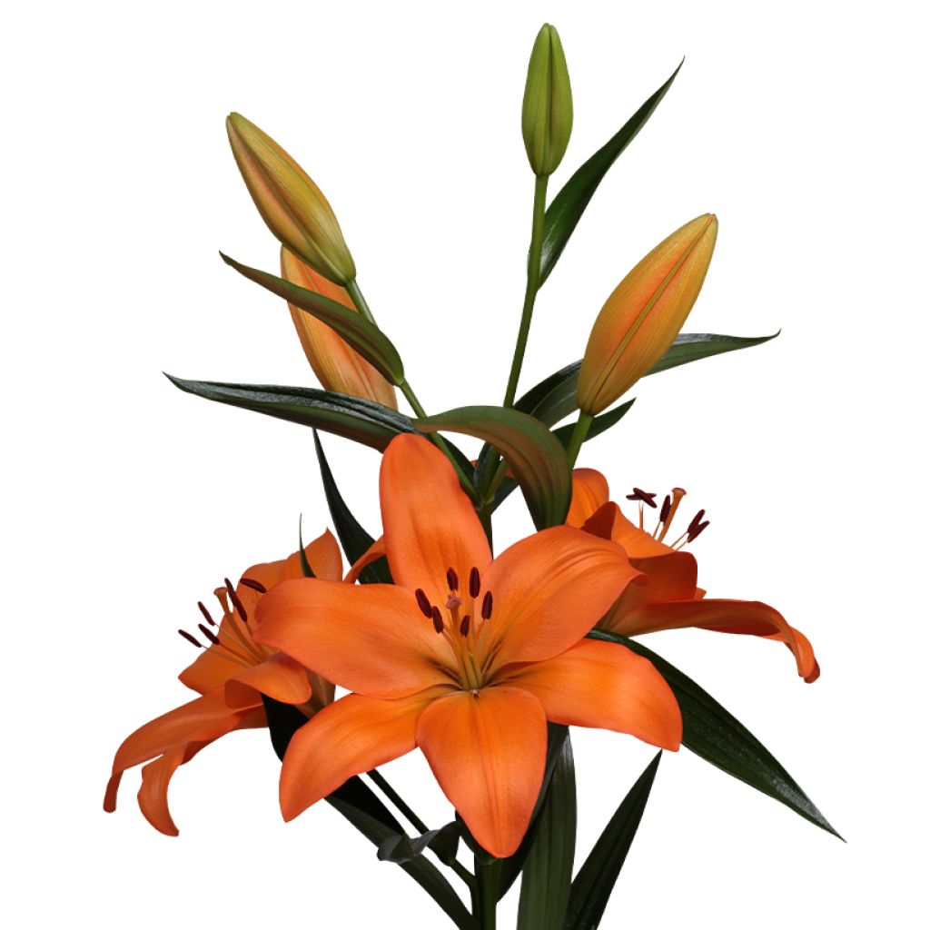 Lilium  Eremo - Trompetlelie