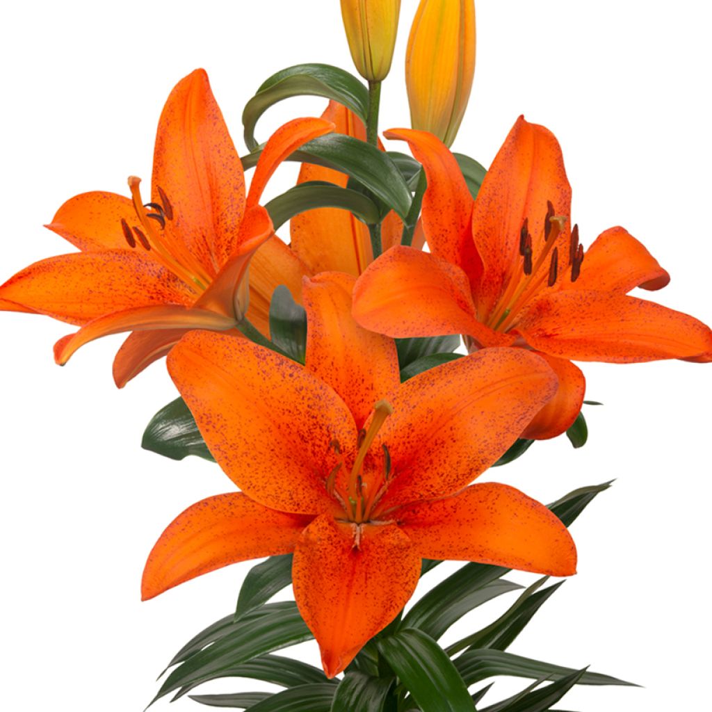 Lilium Foxley - Aziatische Lelie