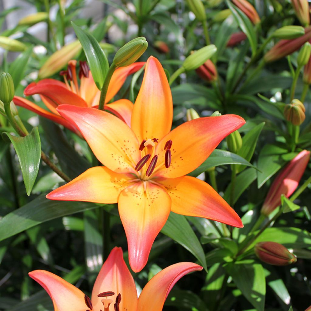 Lilium  Royal Sunset - Trompetlelie