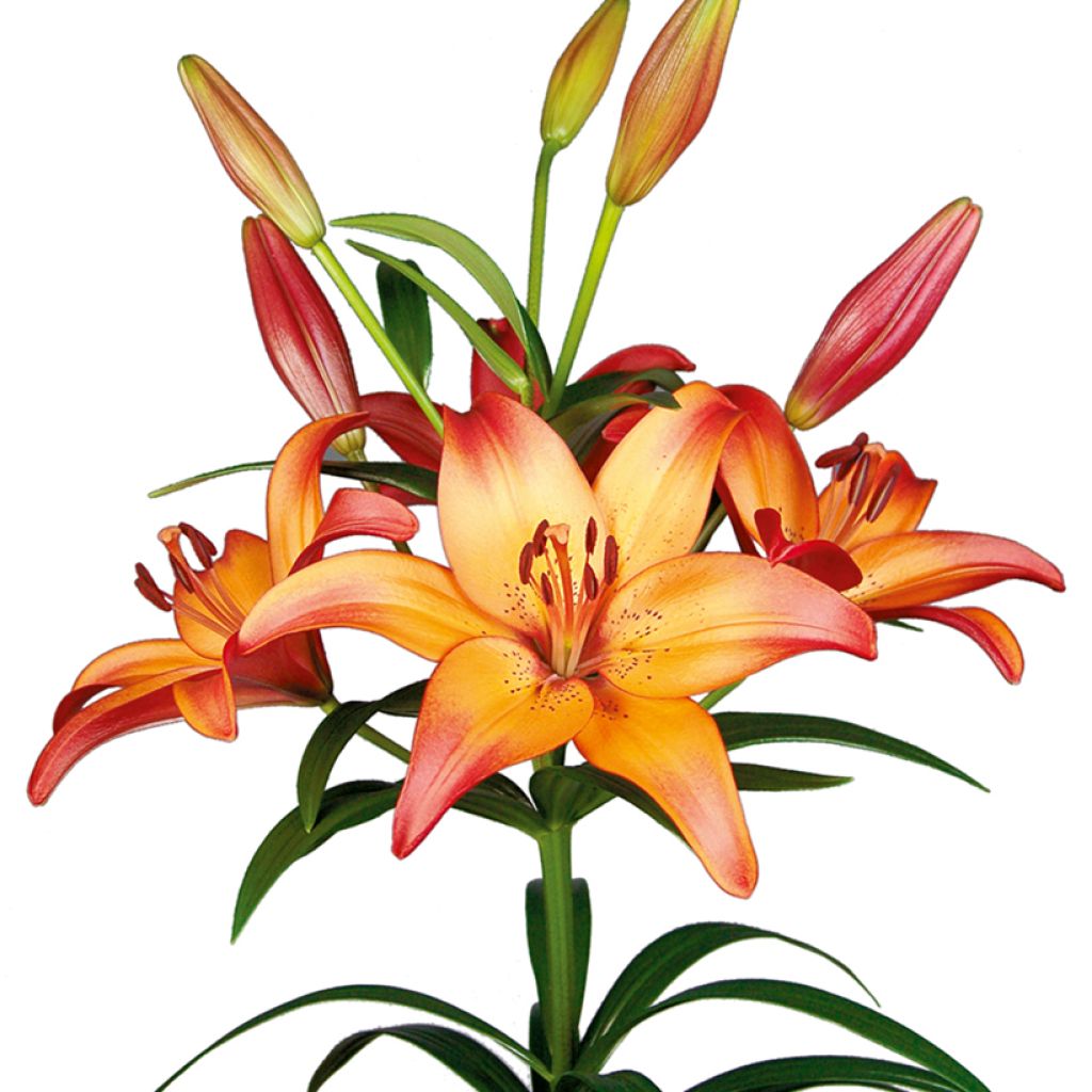 Lilium  Royal Sunset - Trompetlelie