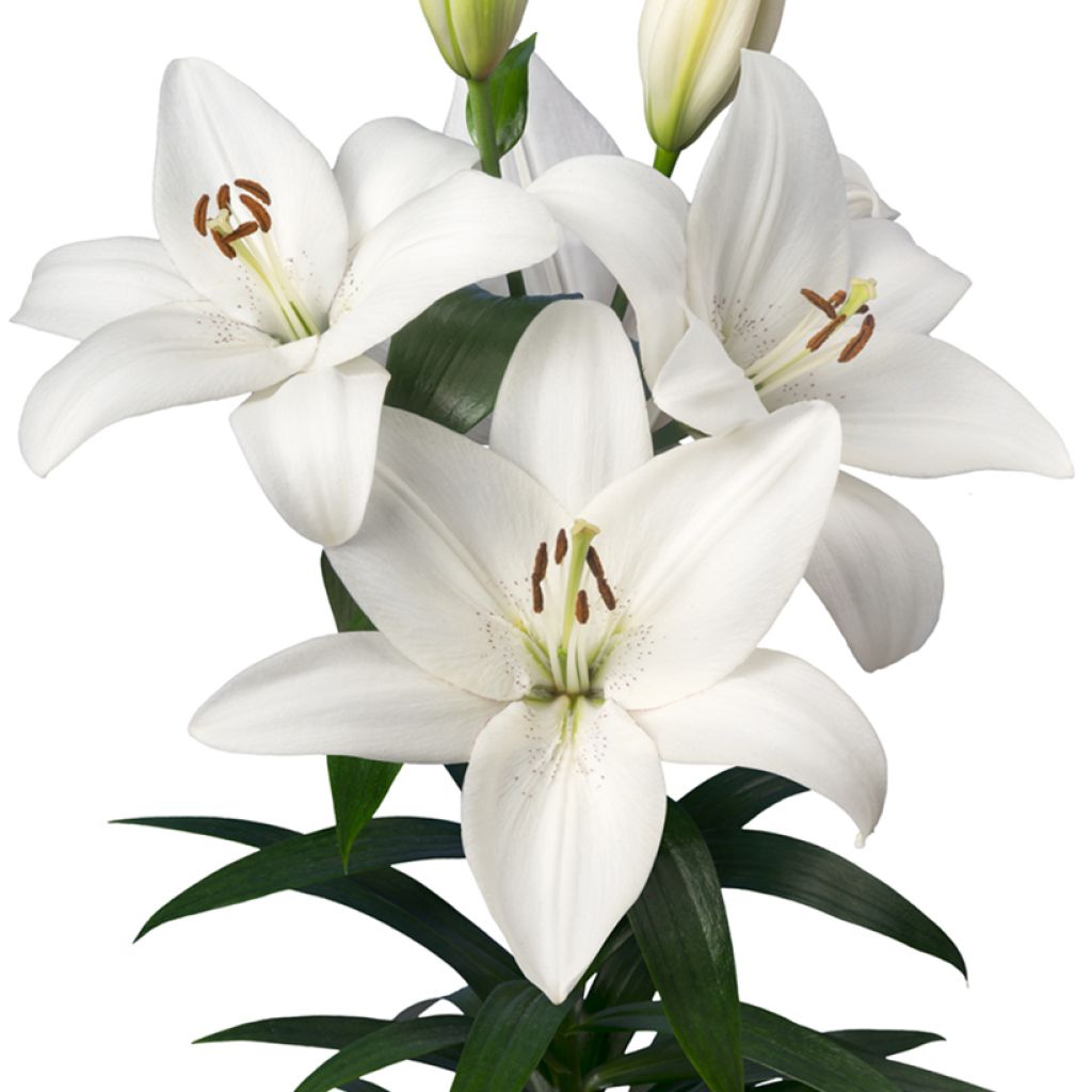 Lilium Volvic - Aziatische Lelie