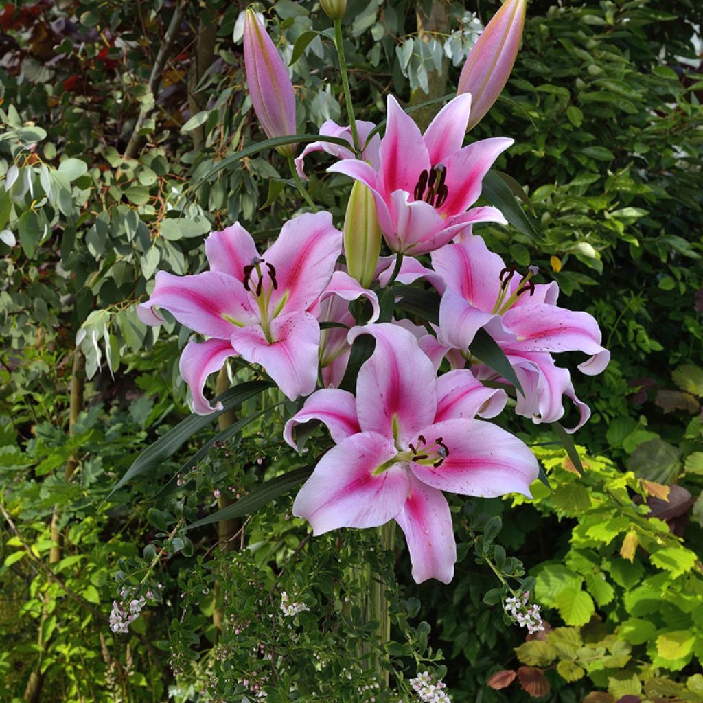 Lilium Frontera - Aziatische Lelie