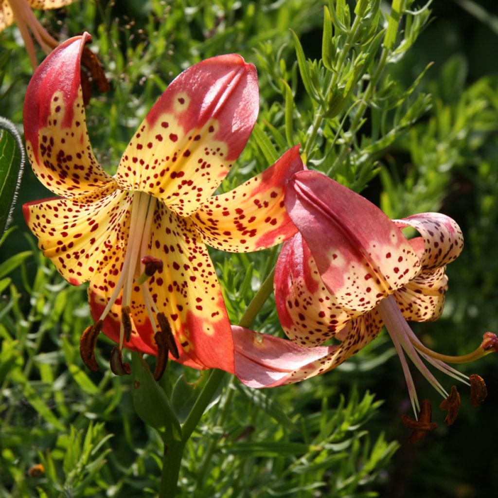 Lilium pardalinum - Lelie