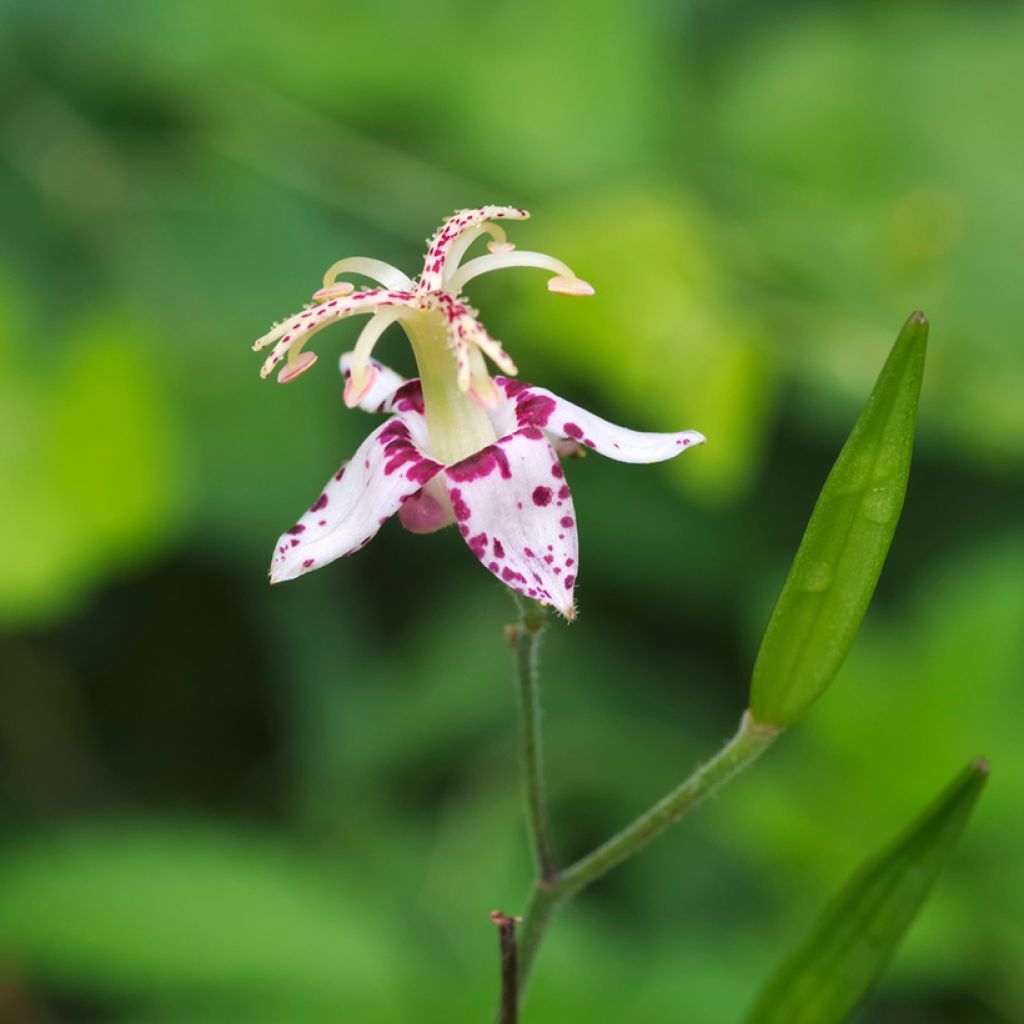 Tricyrtis macropoda - Paddenlelie