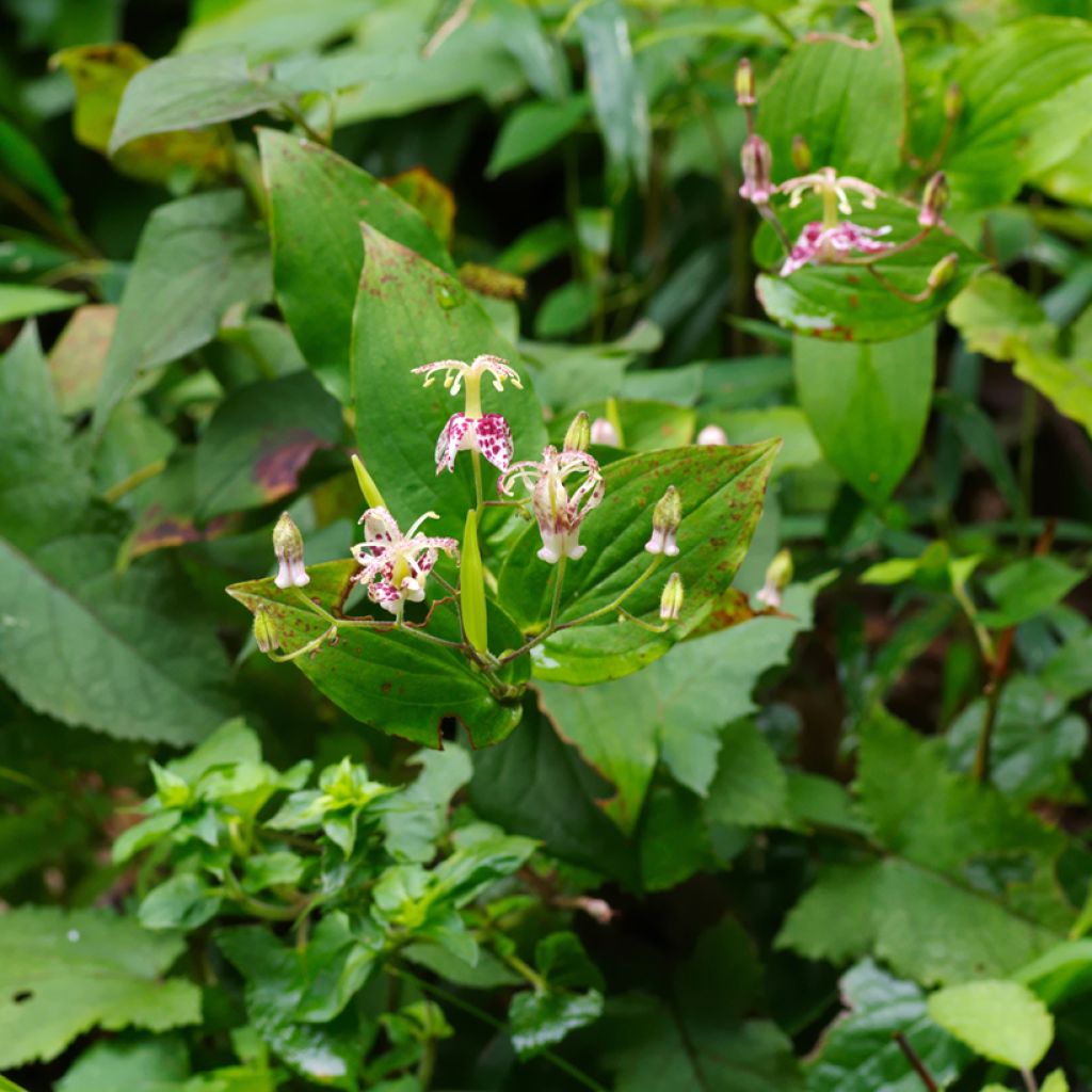 Tricyrtis macropoda - Paddenlelie
